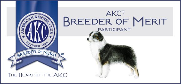 Certificate or badge from AKC Breeder of Merit for Mini American Shepherd (mini aussie)