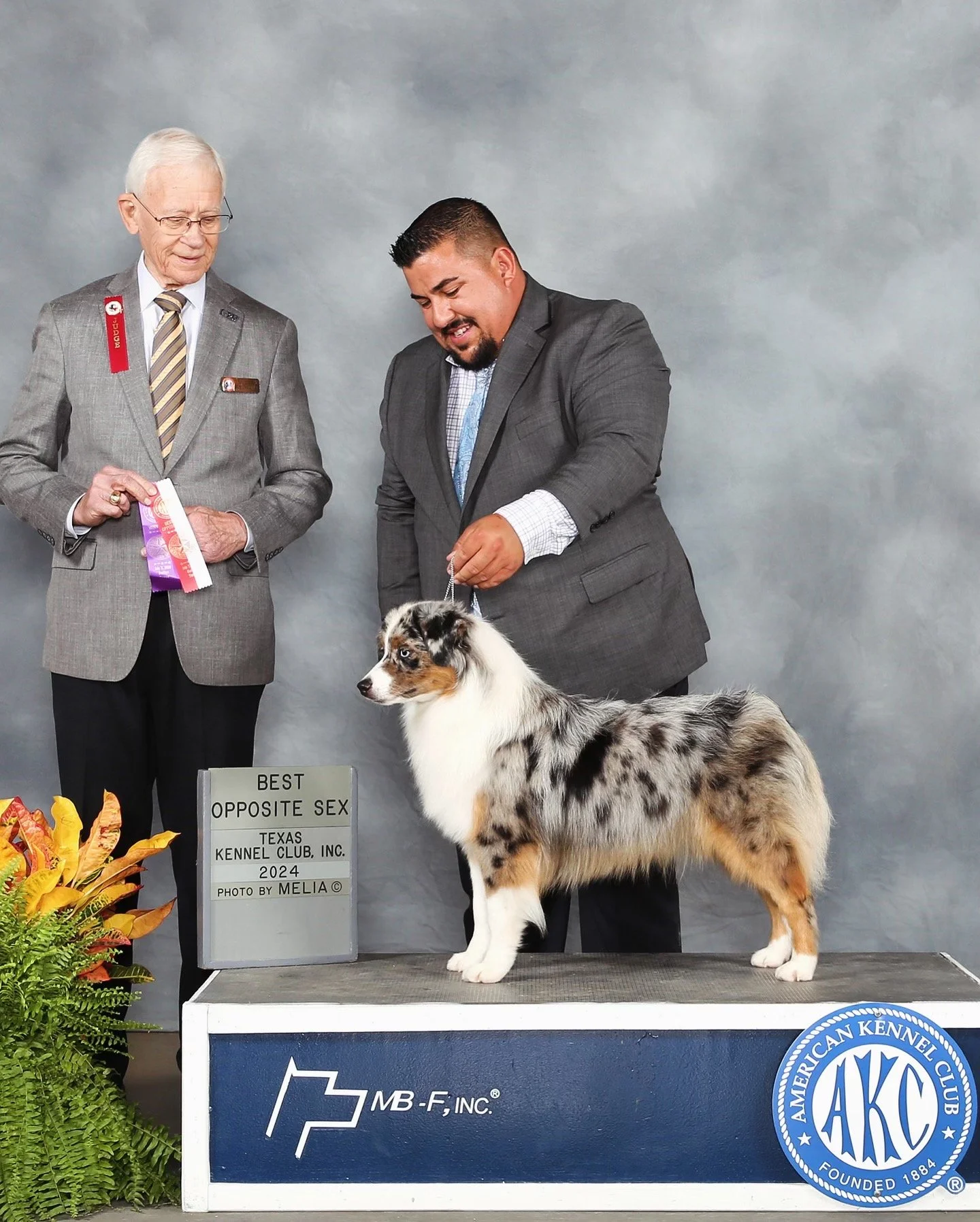 Dog show winner, an Australian Shepherd, on a podium with two men in suits. One man holds a ribbon, and there is a sign that reads 'Best Opposite Sex, Texas Kennel Club, 2024.'