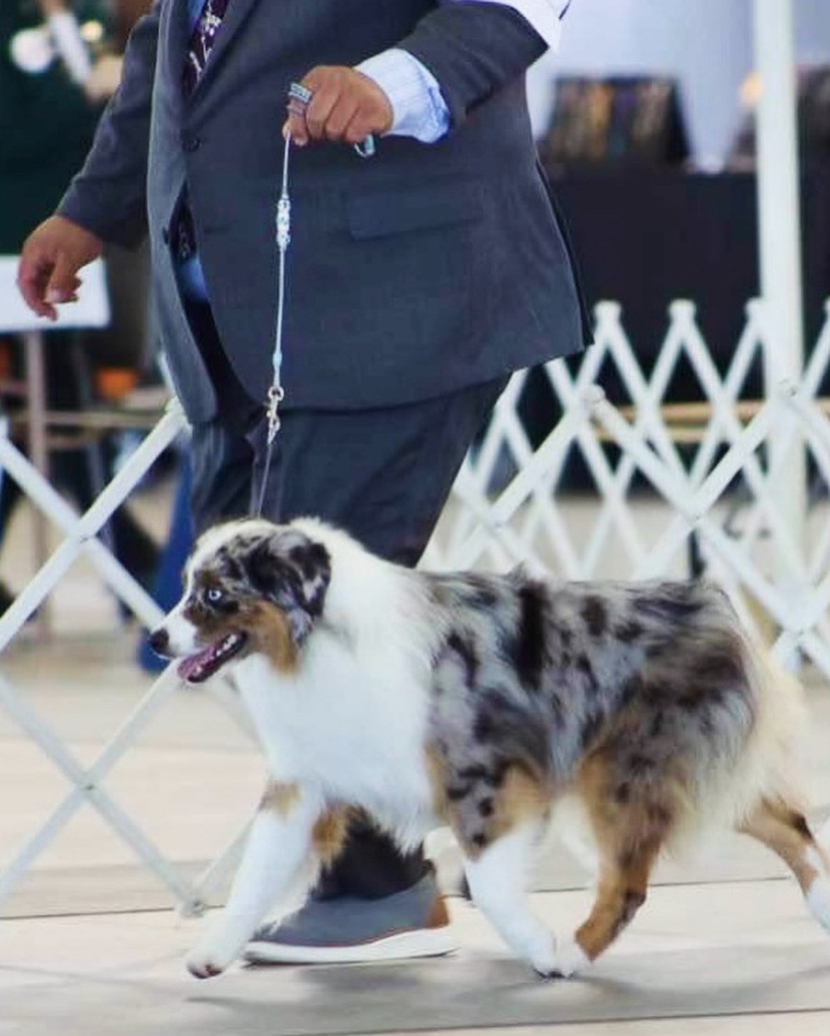 An Australian Shepherd showing off in the show ring