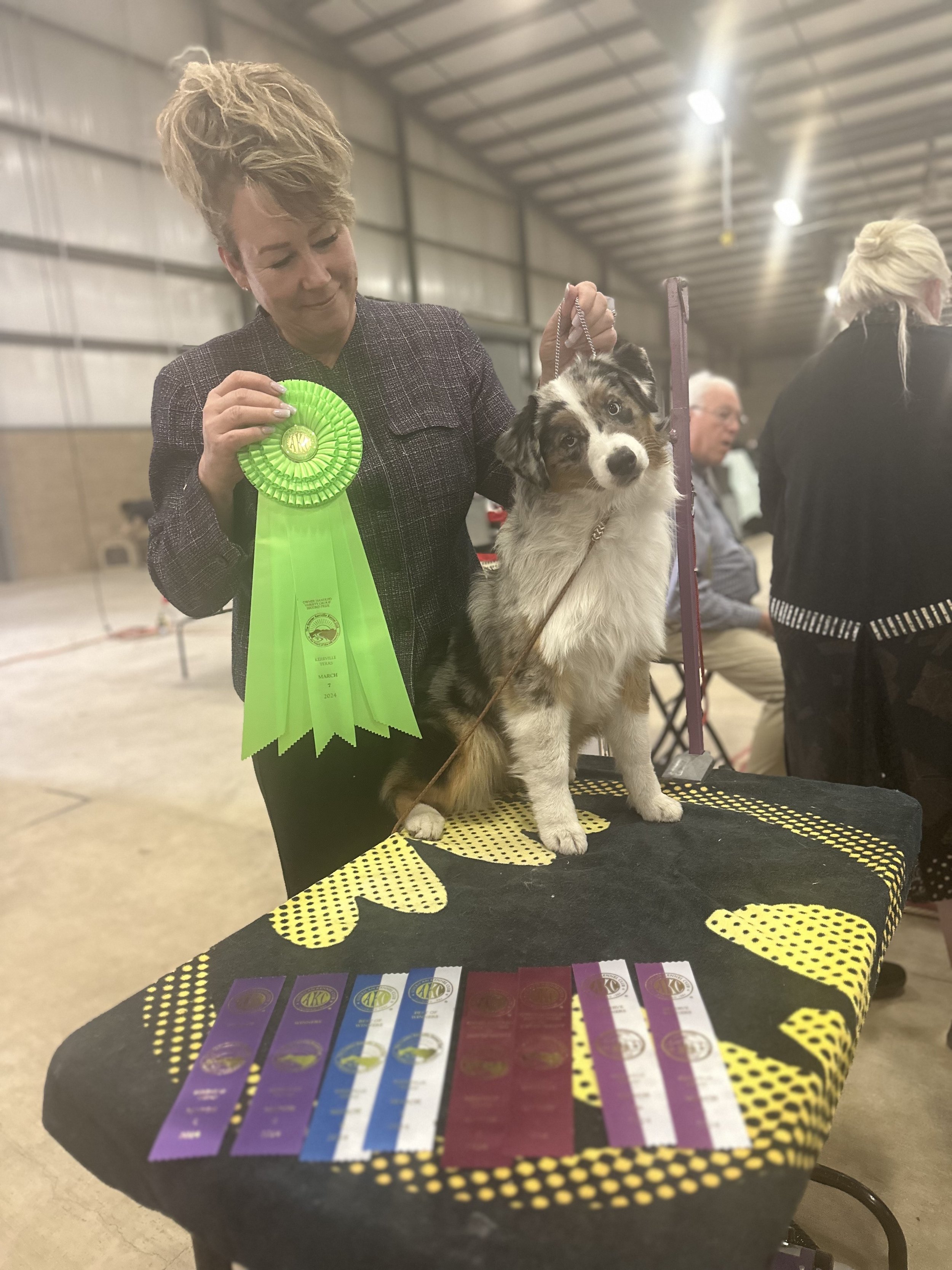 candid picture of our blue merle mini aussie girl