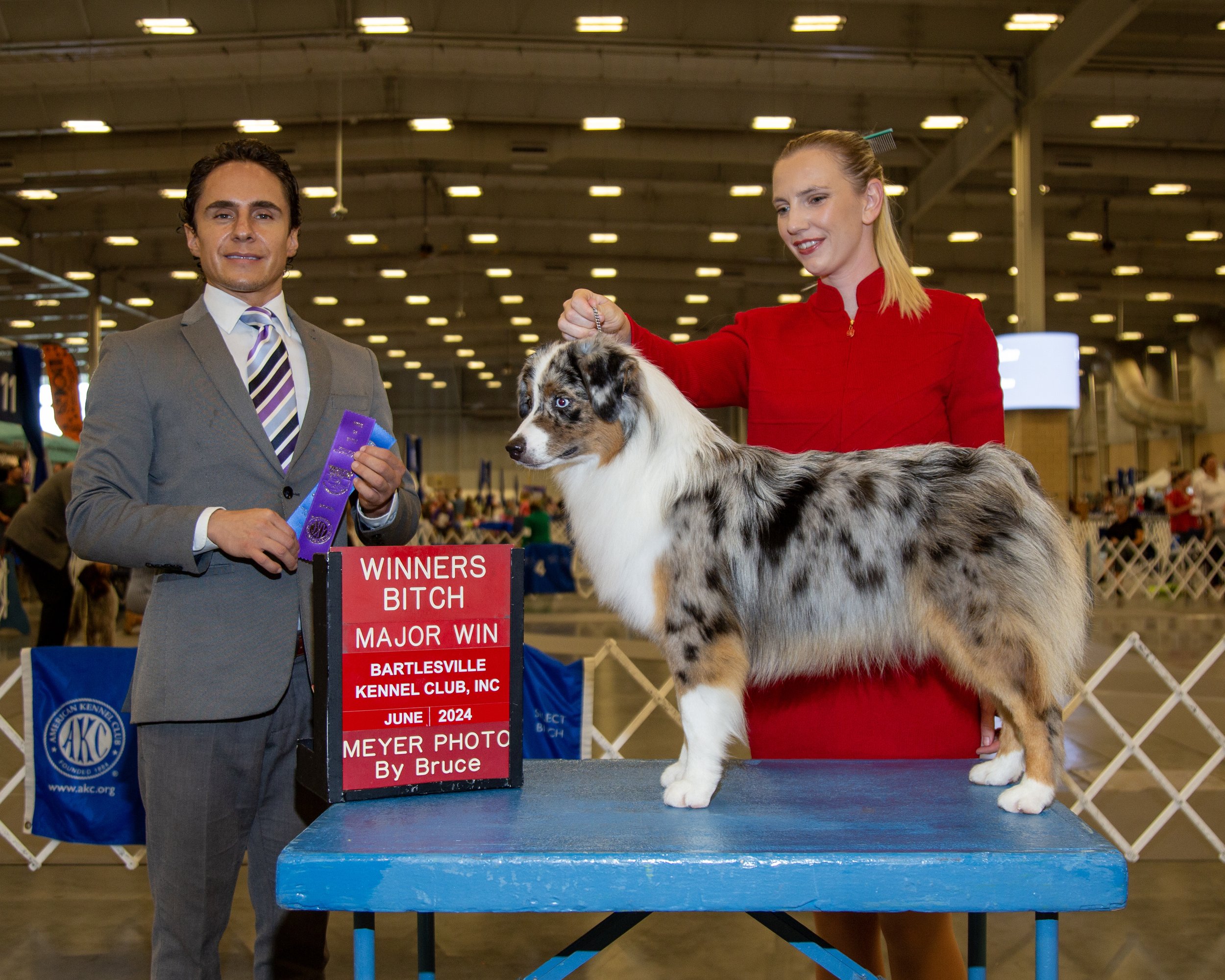 our Mini American Shepherd and her big win.   A major win at the Bartlettville Kennel Club in June 2024.