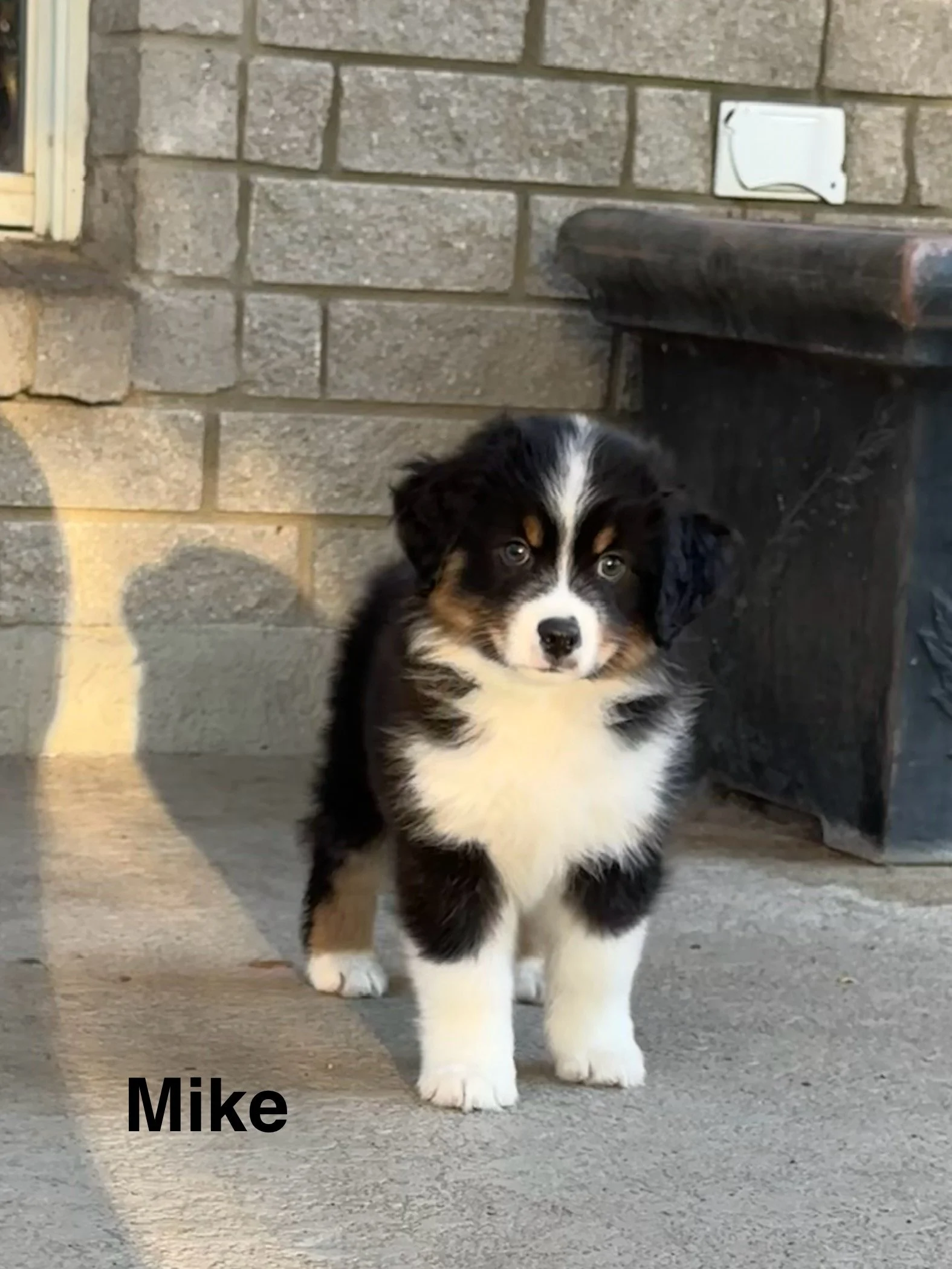 A cute black, white, and brown puppy standing on a concrete porch next to a brick wall and a black trash bin. The word 'Mike' is written in black text at the bottom left corner.
