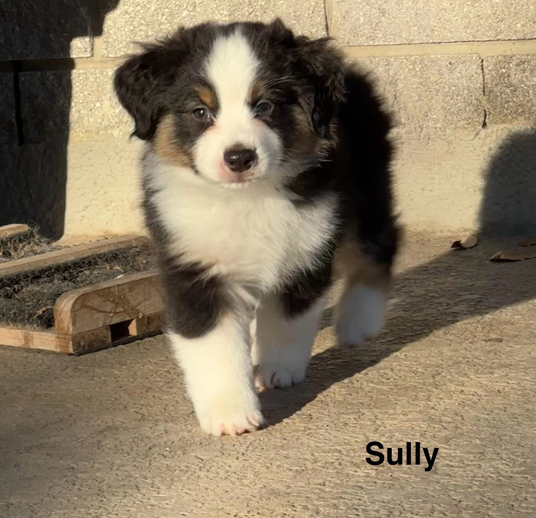This is Sully.  He's a rock star and is available.