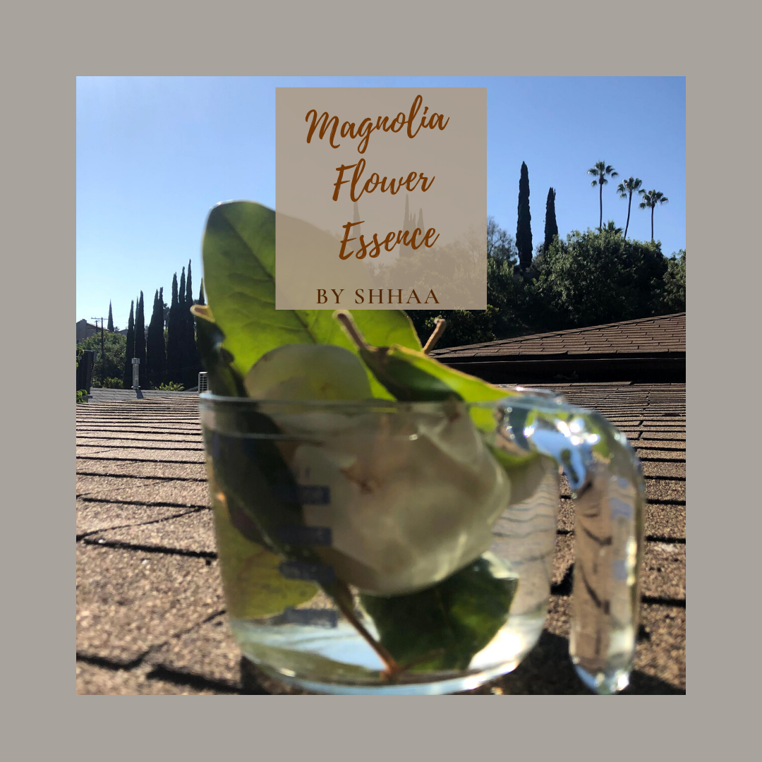 Magnolia Flower Essence 