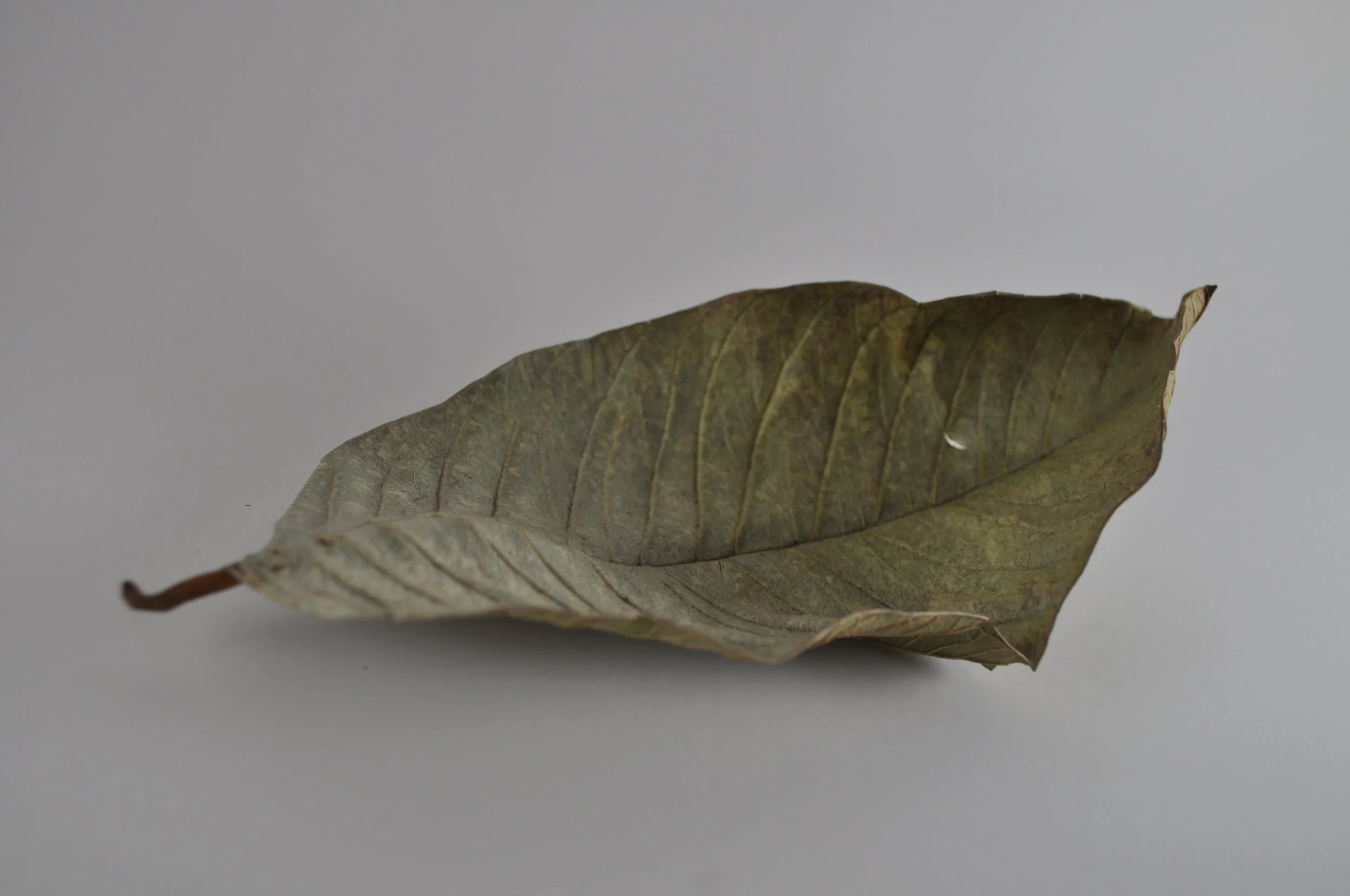 Guava Leaf 3.JPG