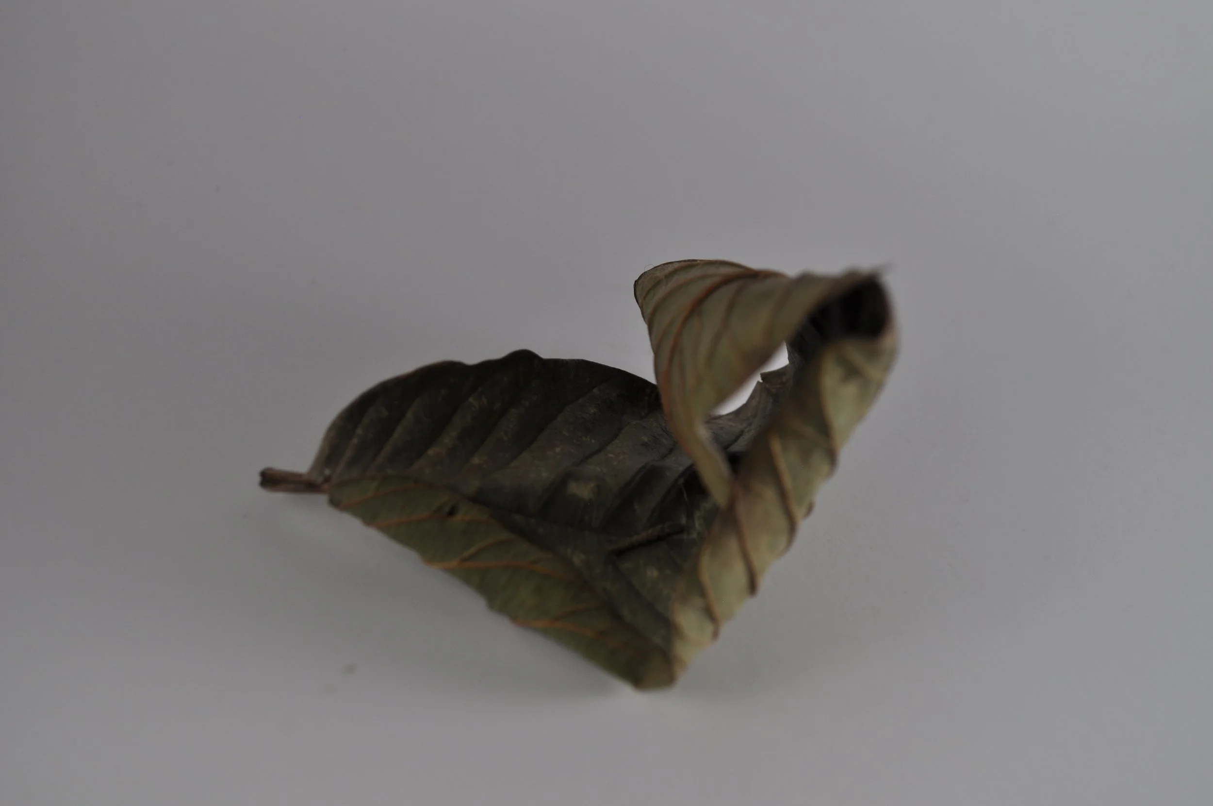 Guava Leaf.JPG