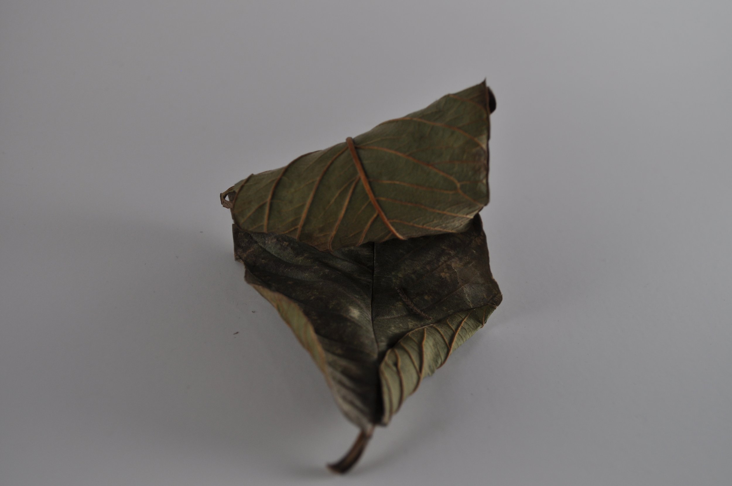Guava Leaf 2.JPG