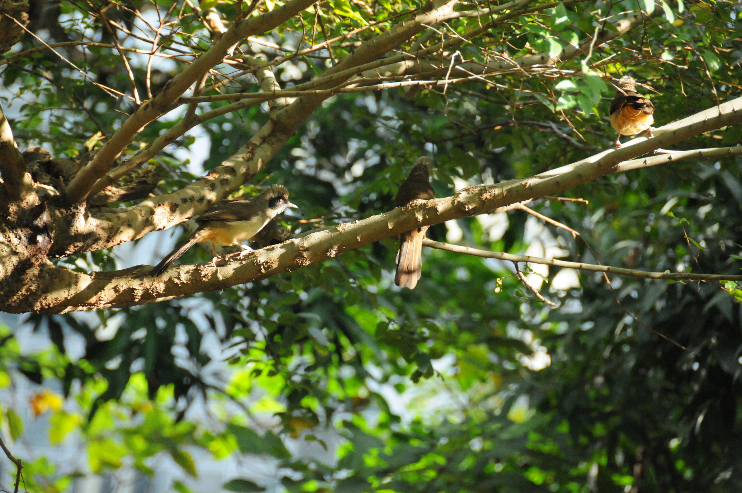 Masked Laughingthrush 1.JPG