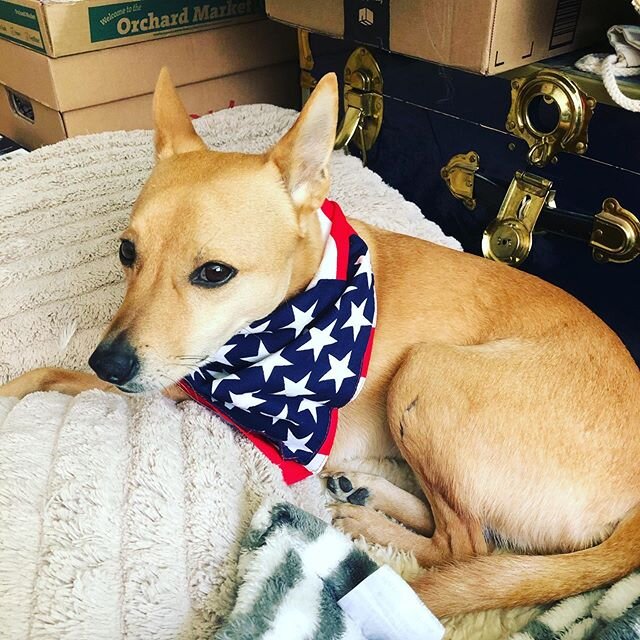 Simba is sporting the patriotic shelter-in-place look. #patriotism#stayhome#stayhealthy
