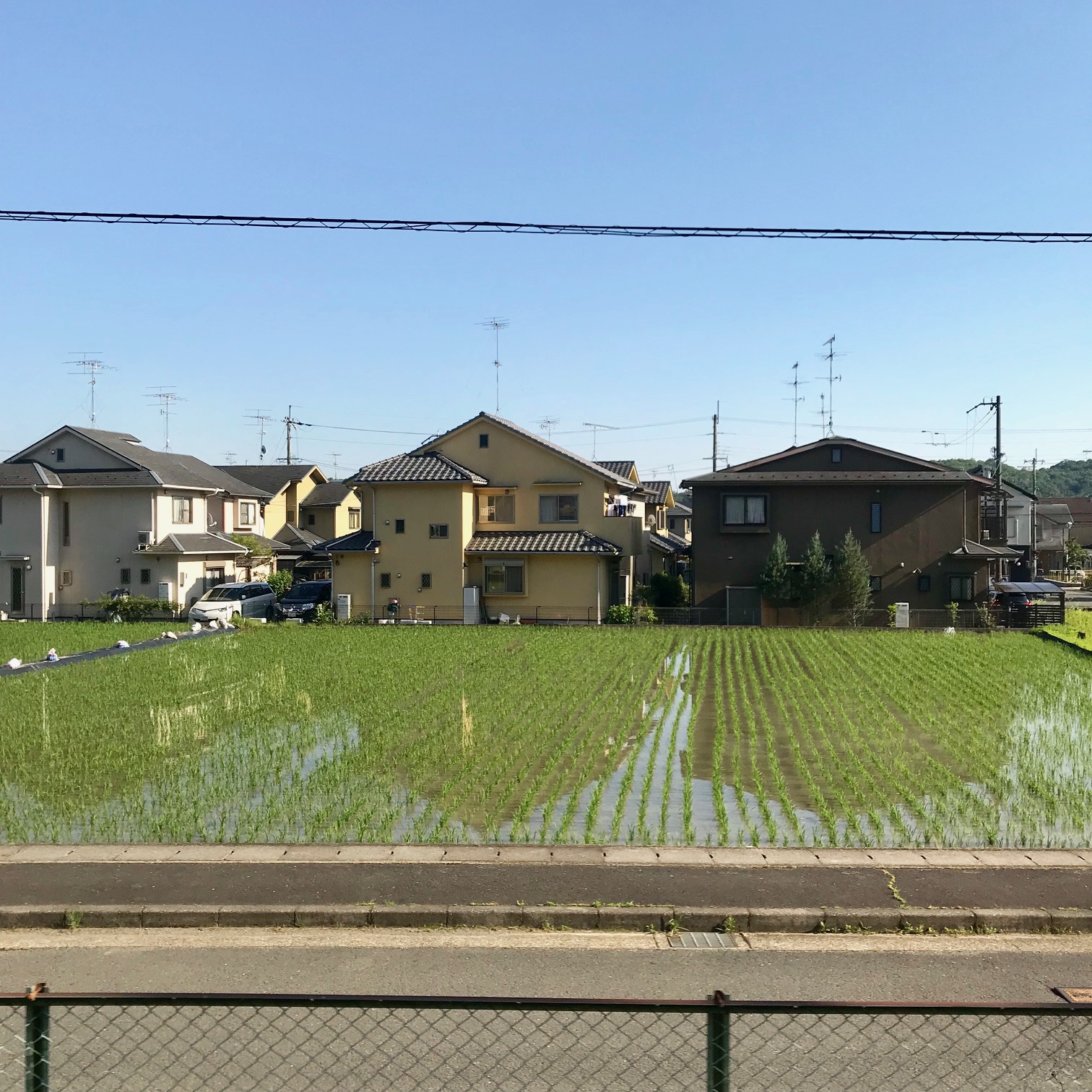  The first evening Kyoto, we took a train one hour to have dinner. It was so cool to see that in the middle of residential neighborhoods, there are rice fields. 