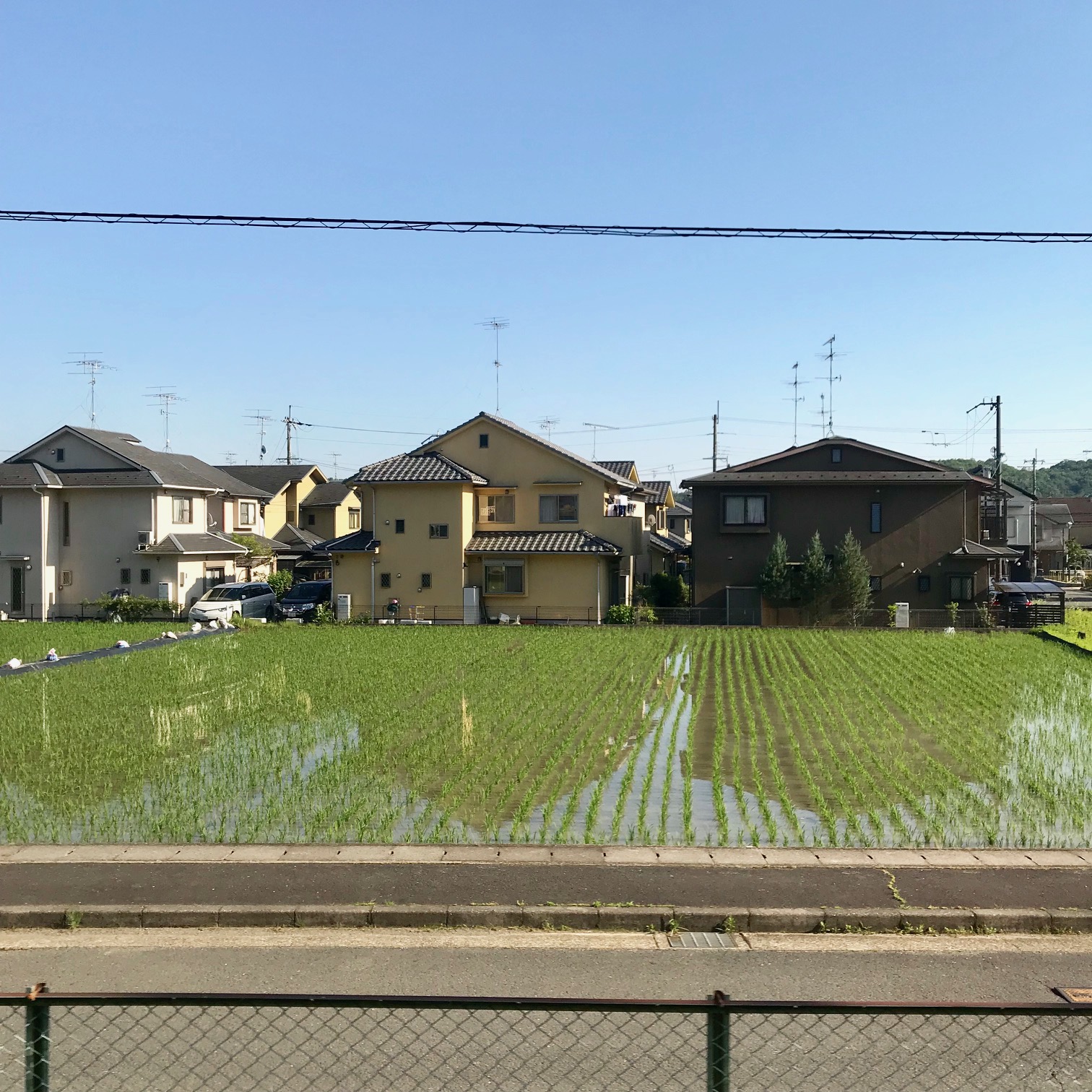 The first evening Kyoto, we took a train one hour to have dinner. It was so cool to see that in the middle of residential neighborhoods, there are rice fields.