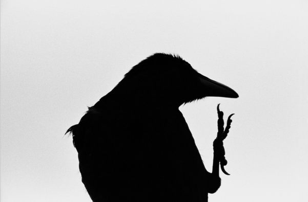 004_masahisa-fukase_crow.png
