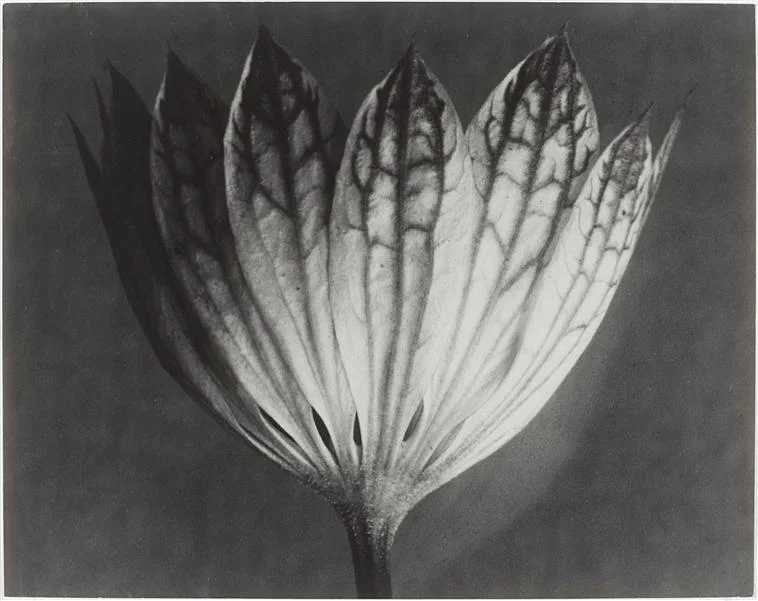 001_karl-blossfeldt_theredlist - Flower 1.jpg