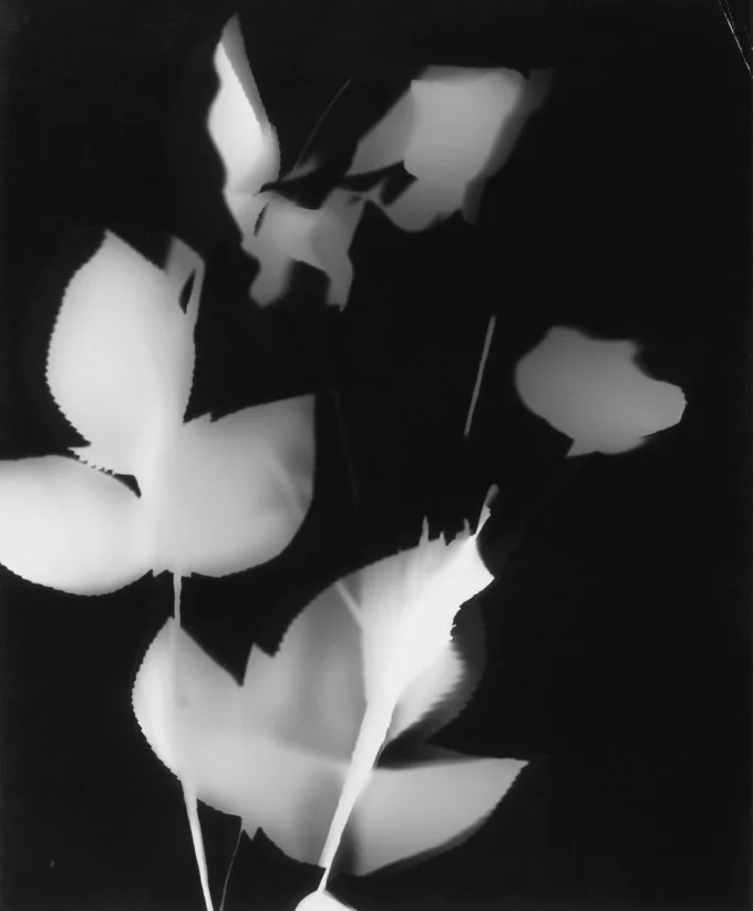 027-laszlo-moholy-nagy-theredlist birds.jpg