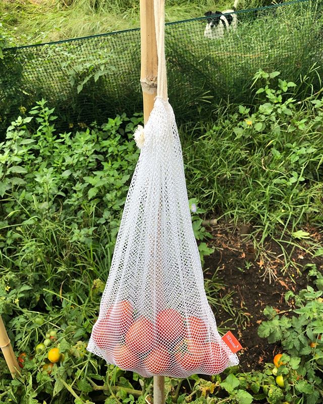 We use our bags everyday. These tomatoes are from our own personal garden #organictomatoes #homegarden #vegetablegarden #producebags