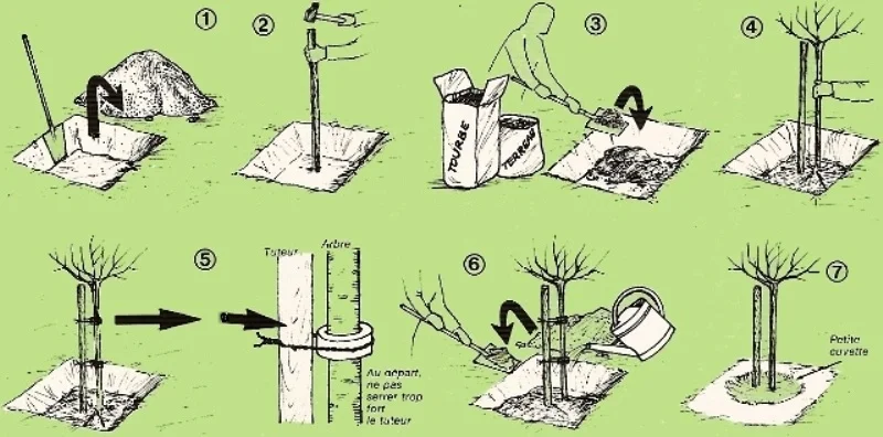ob_90a4a1_plantation.jpg