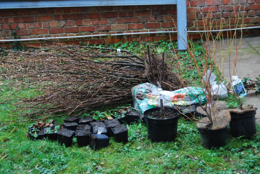 Arrivée des plantes en racines nues