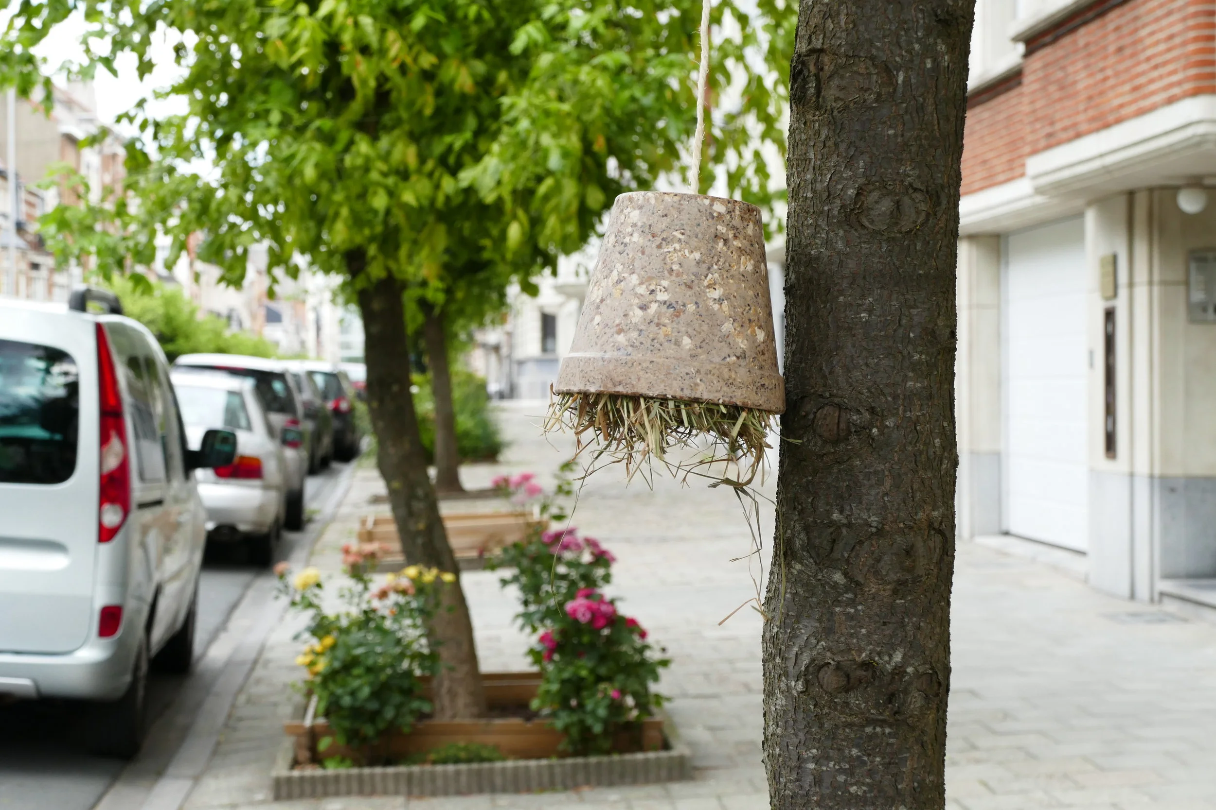 Végétalisation de l'avenue de l'Opale