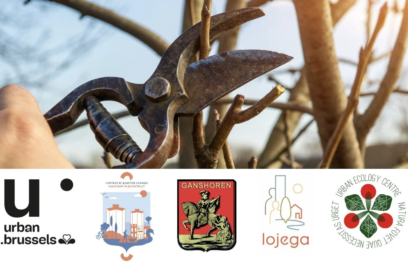 Atelier participatif de taille des arbres fruitiers dans le cadre du CQD Villas à Ganshoren