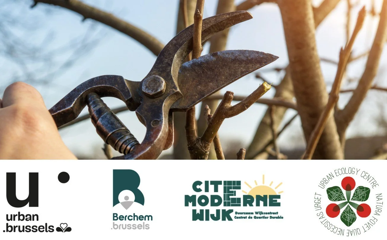 Atelier participatif de taille de fruitiers dans le cadre du CQD Cité Moderne à Berchem-Sainte-Agathe