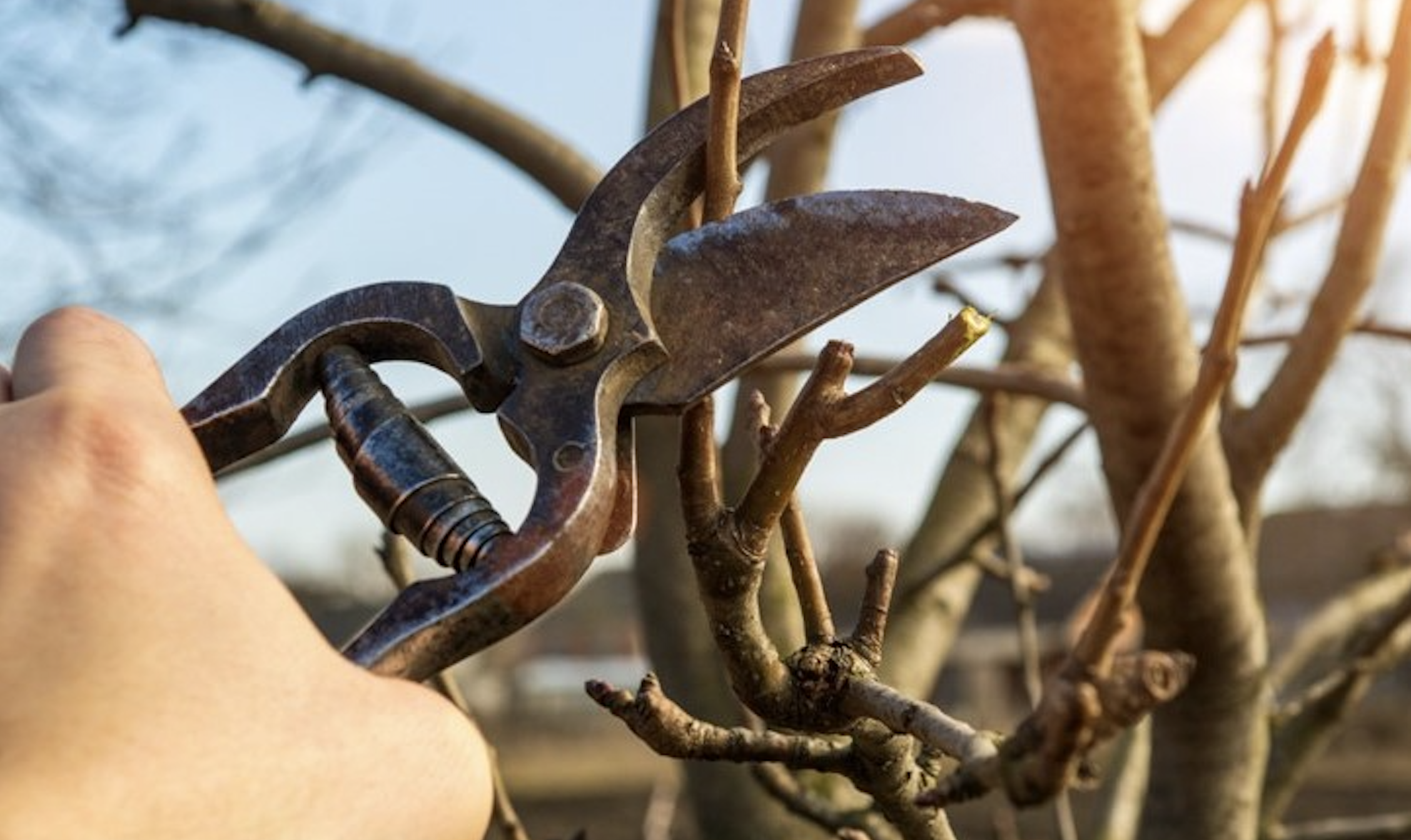Atelier participatif de taille des fruitiers au potager collectif Gans&amp;Roses à Ganshoren
