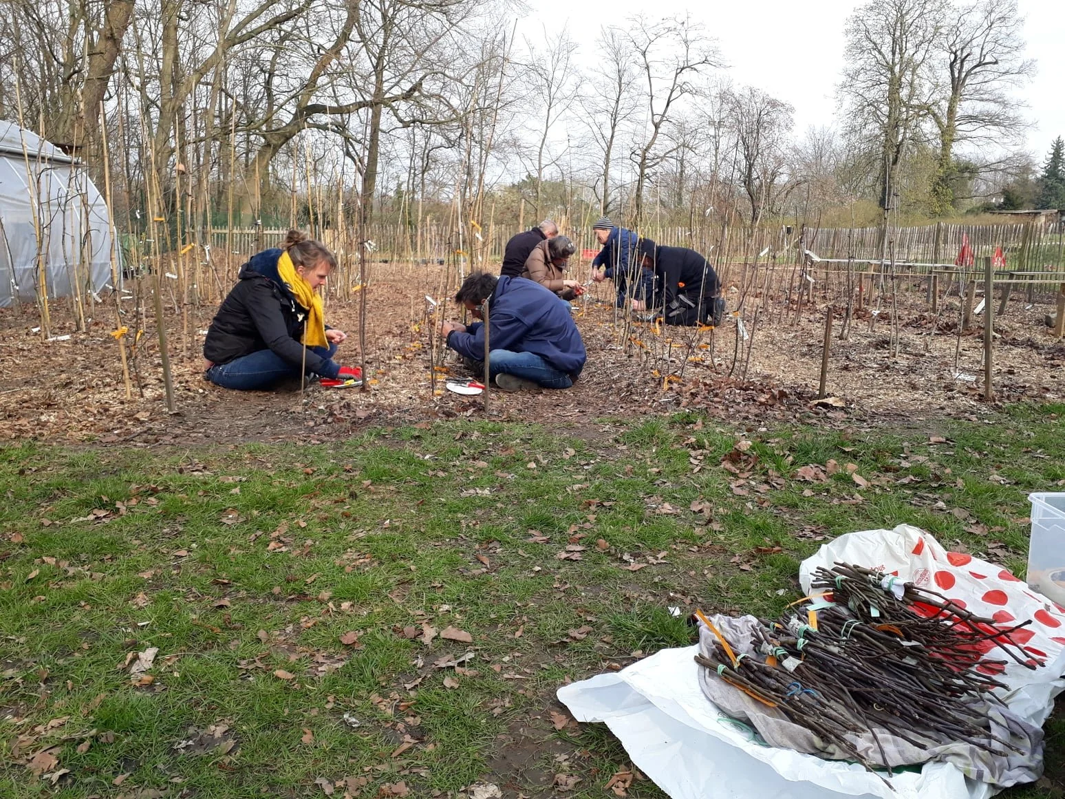 Atelier participatif de greffage des arbres fruitiers à la pépinière citoyenne d'Uccle