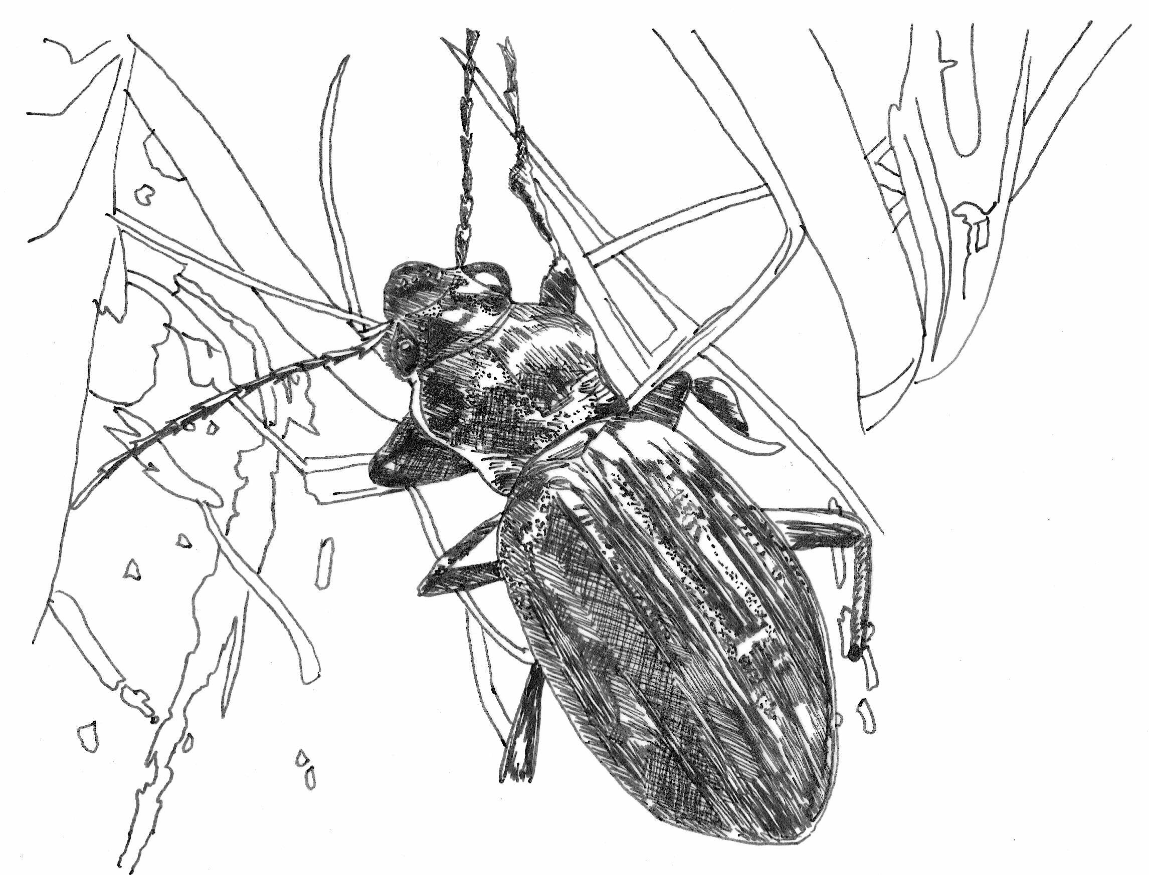 Beetle