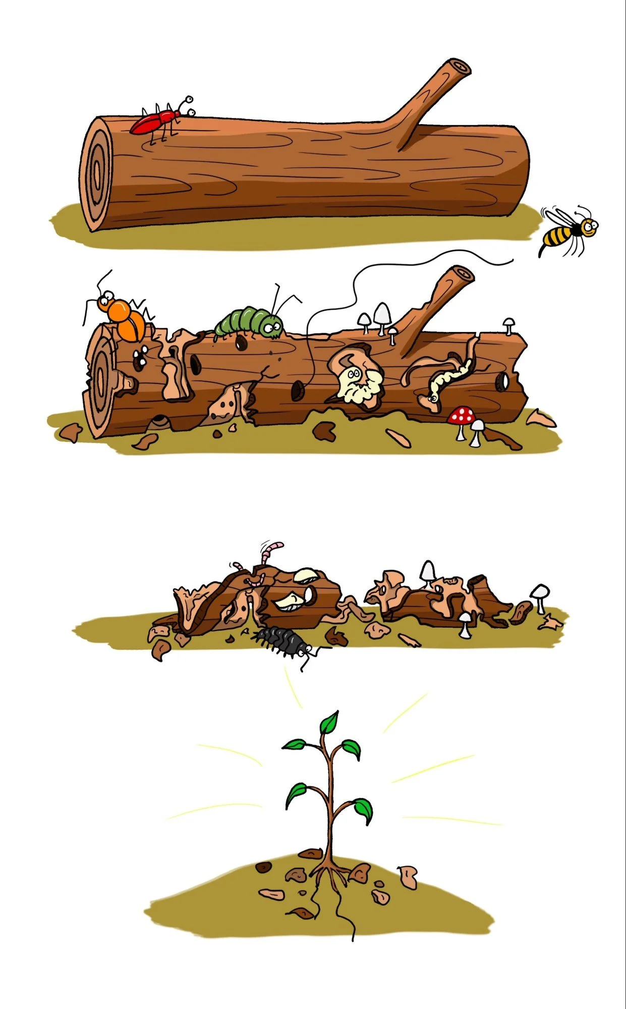 bomen.jpg
