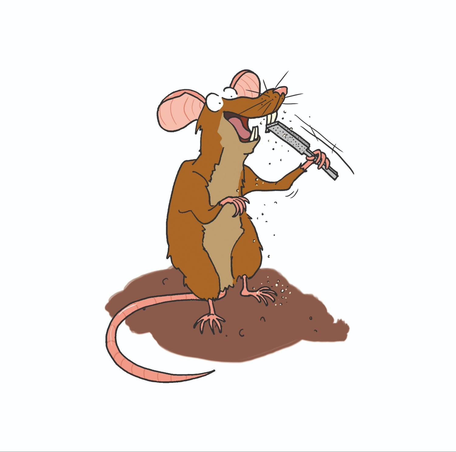 30-31 bruine rat.jpg