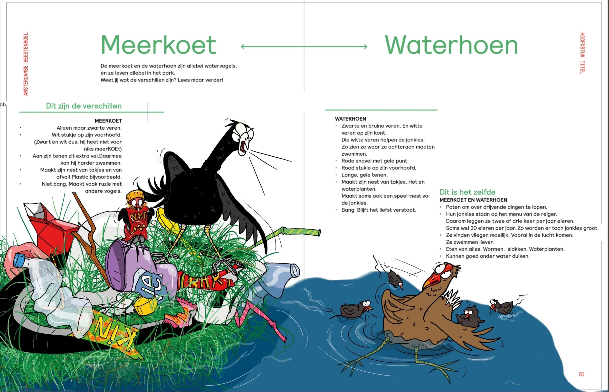 50-51 meerkoet en waterhoen spread (1).jpg