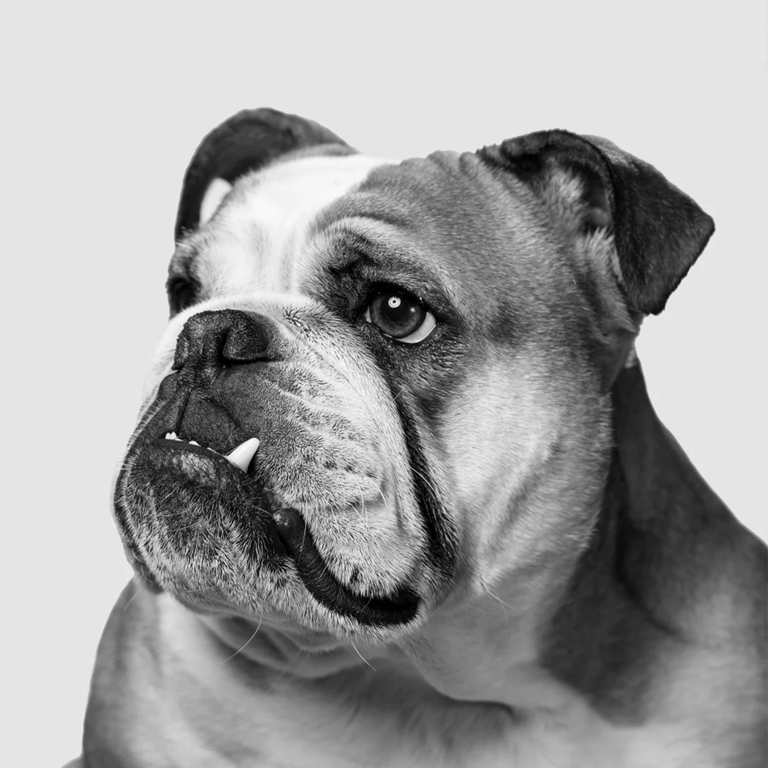 The Big Dog... (read more)