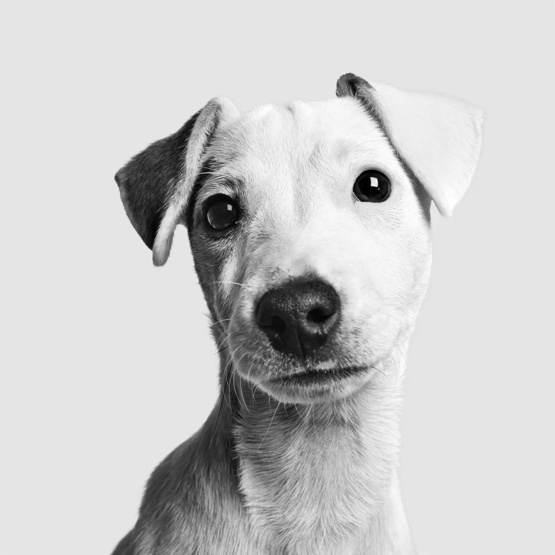 Little pup...(read more)