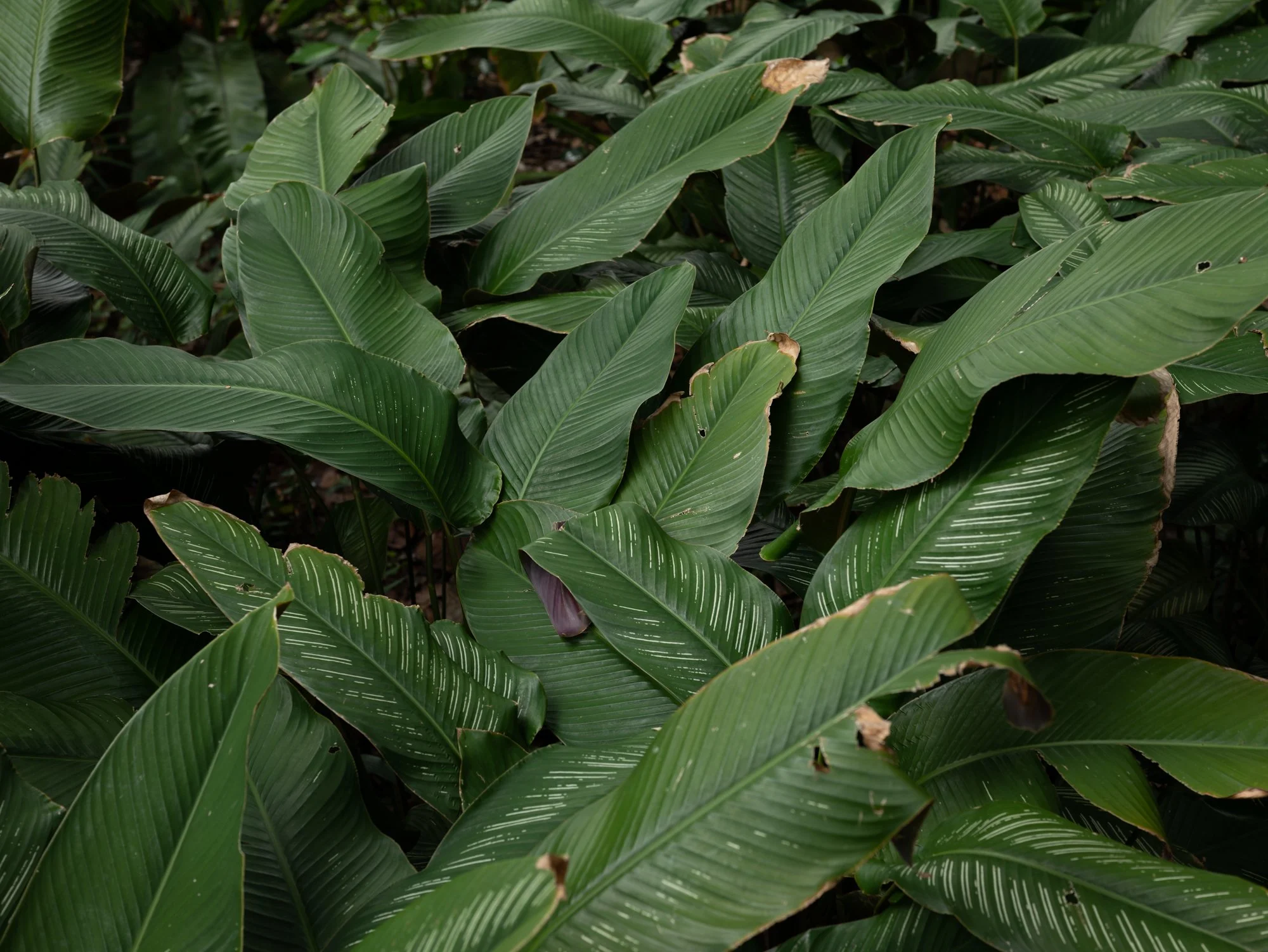 L1050046.jpg