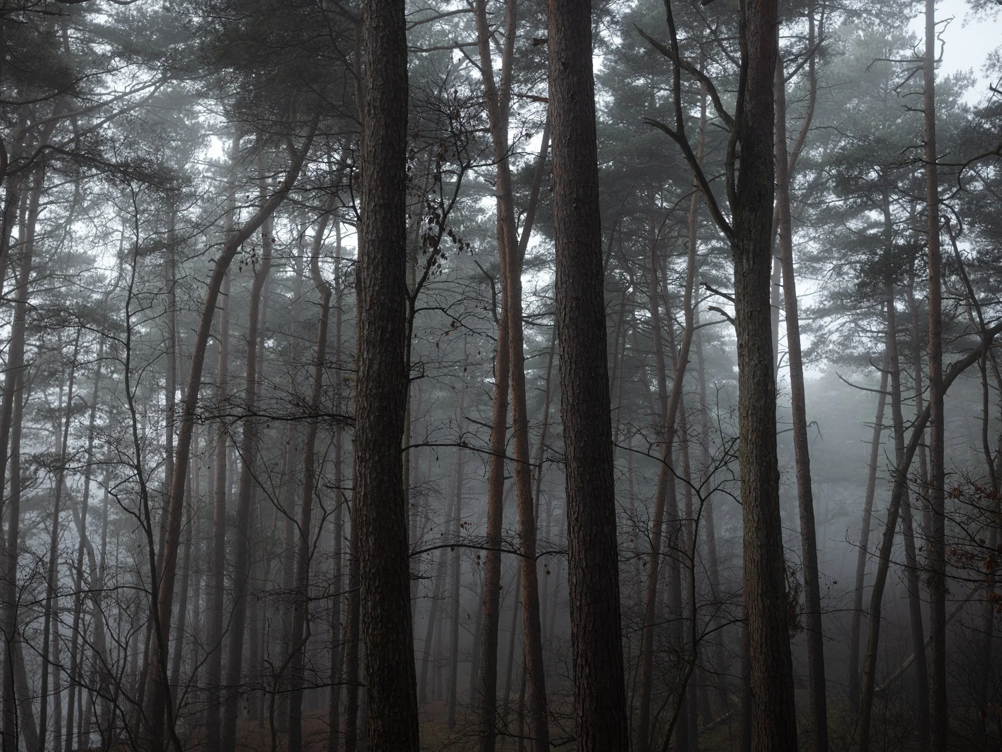 Wald