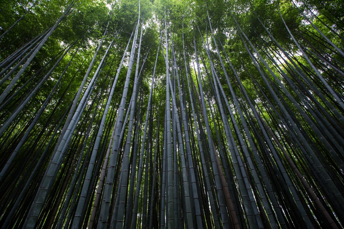 bamboo_forest_tree_landscape_vegetation-7726.jpg!d.jpeg