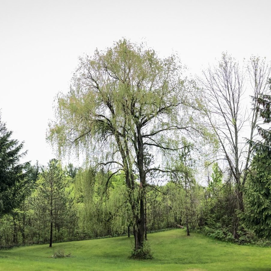 Willow Monastic Academy