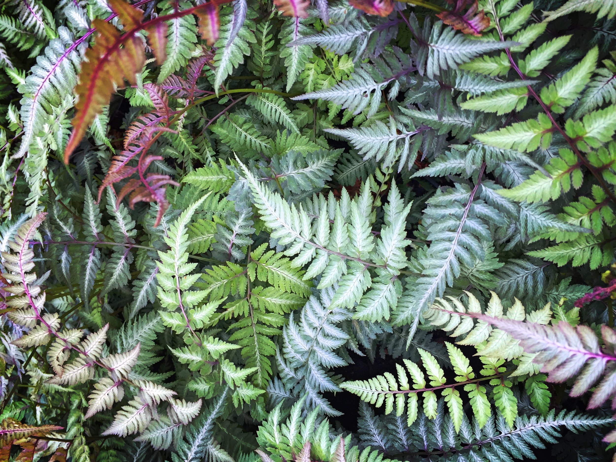 Athyrium niponicum pictum 3.JPG