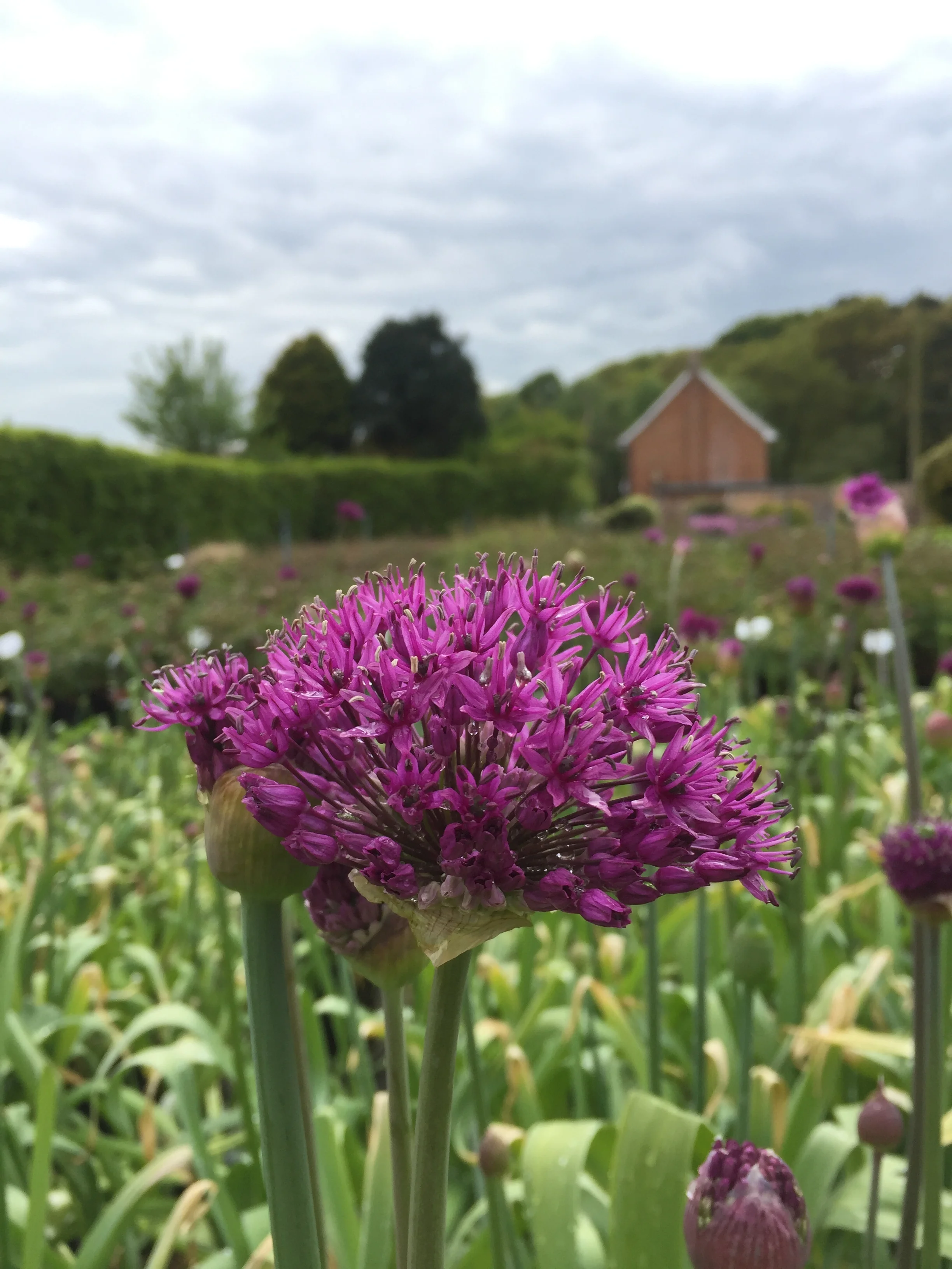 Chichester Trees and Shrubs Ltd.