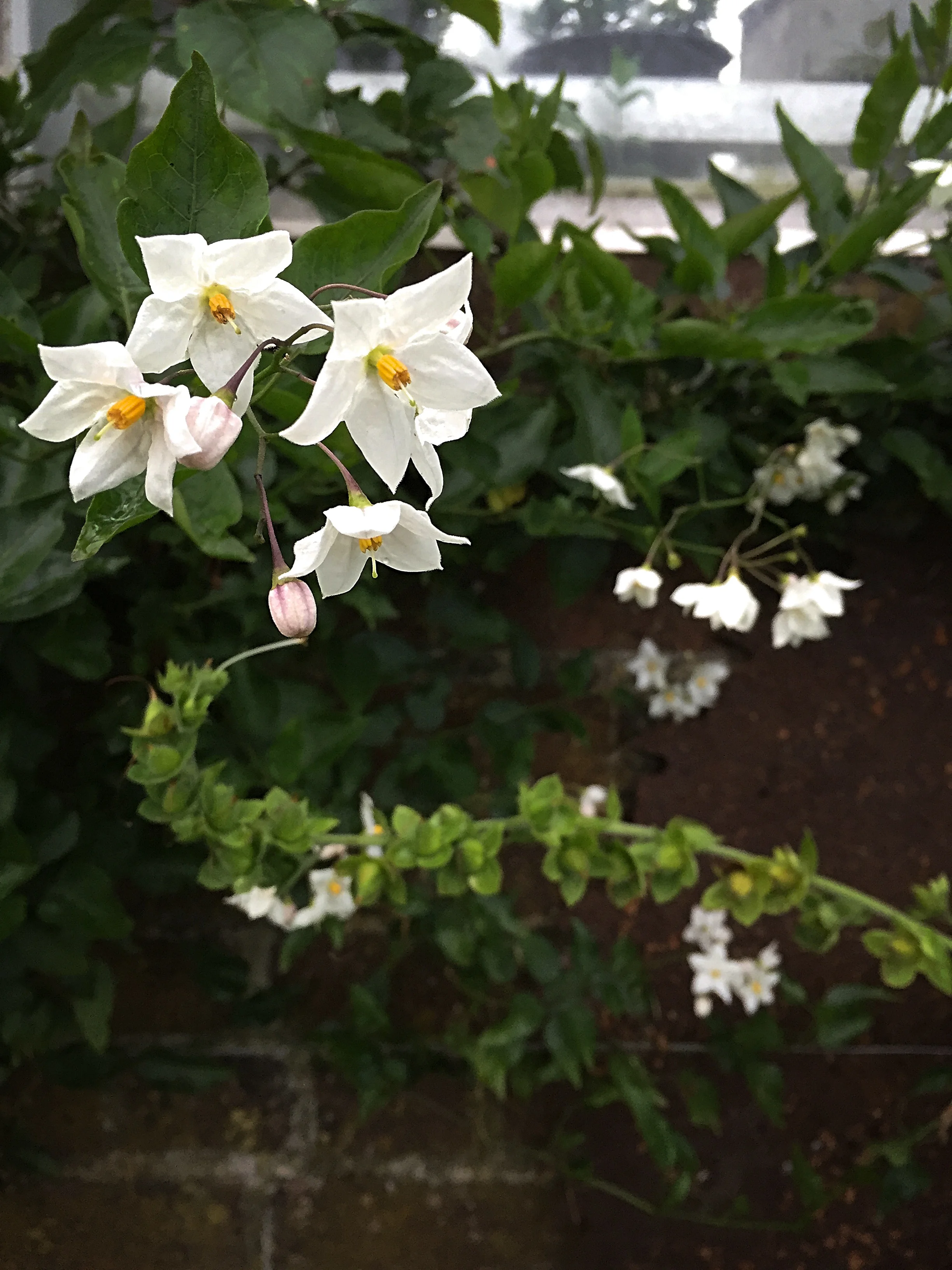 Chichester Trees and Shrubs Ltd.