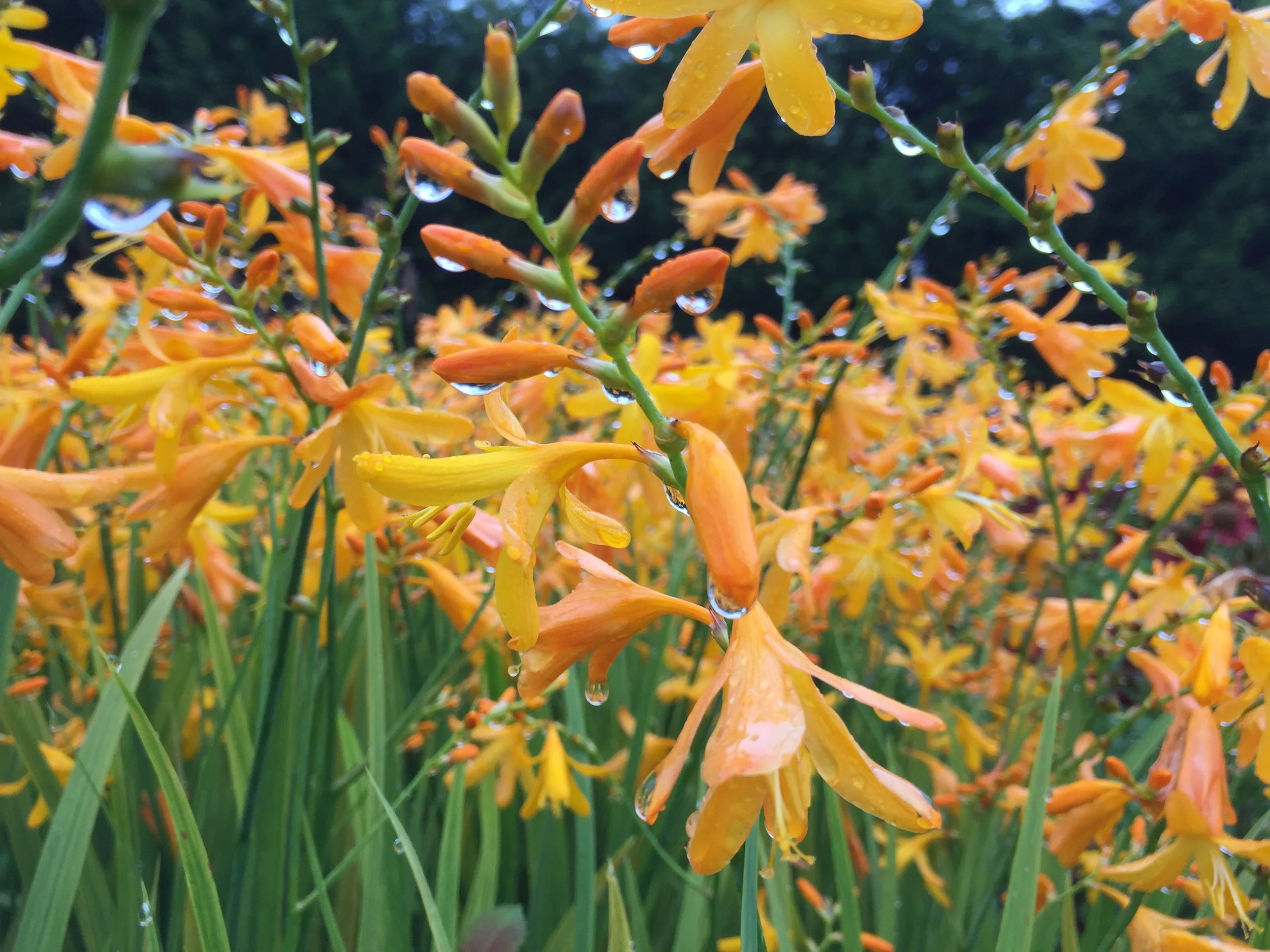 Chichester Trees and Shrubs Ltd.