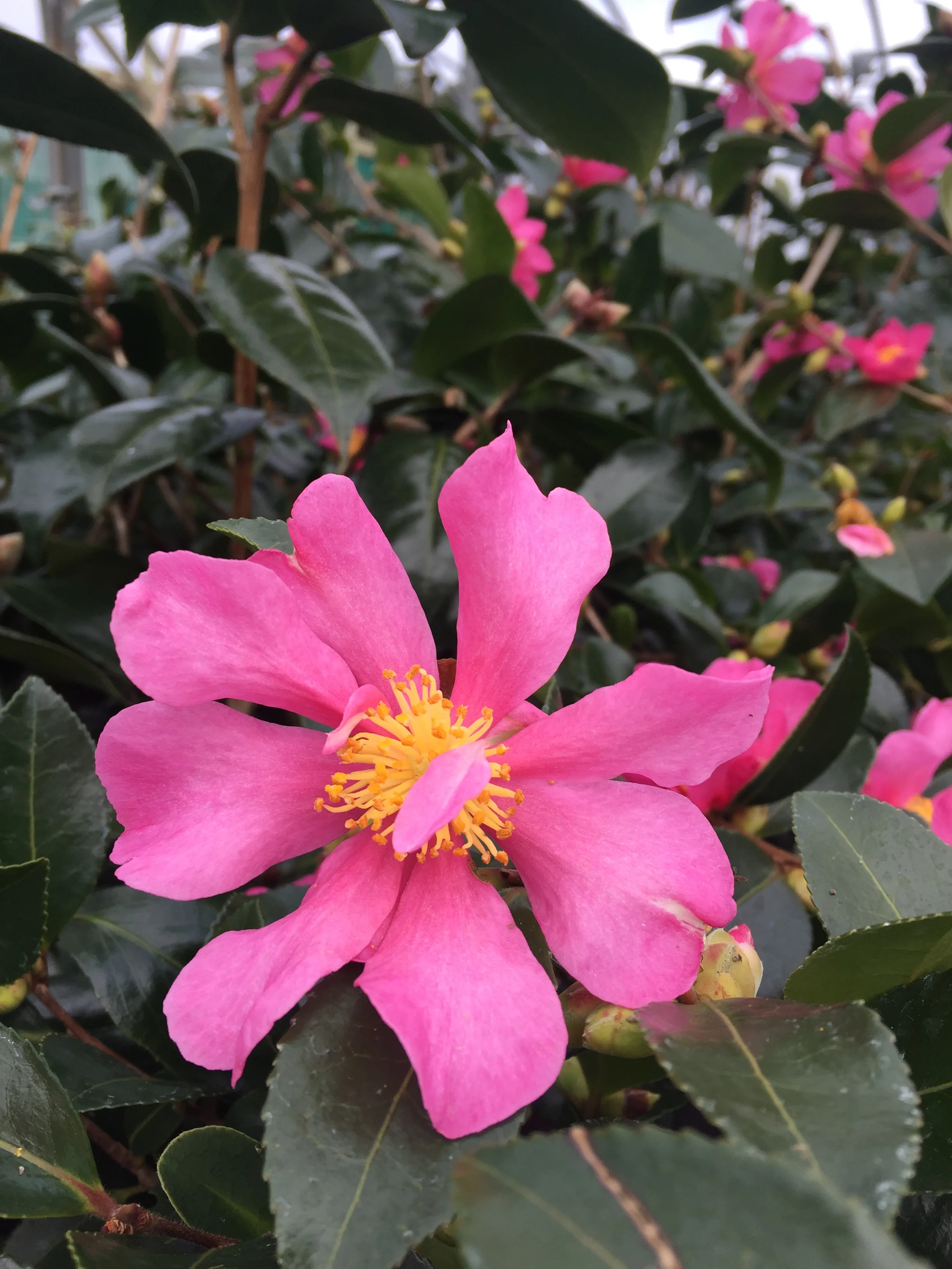 Chichester Trees and Shrubs Ltd.