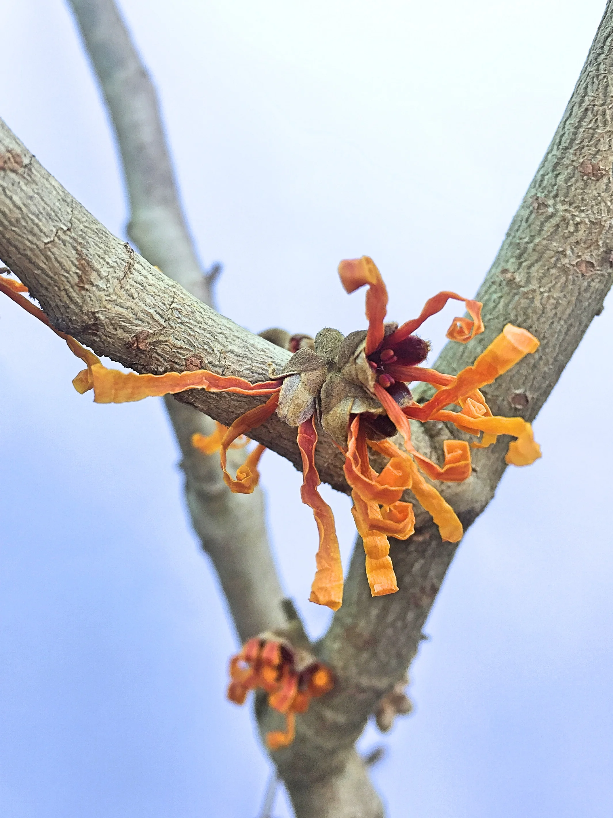 Chichester Trees and Shrubs Ltd.