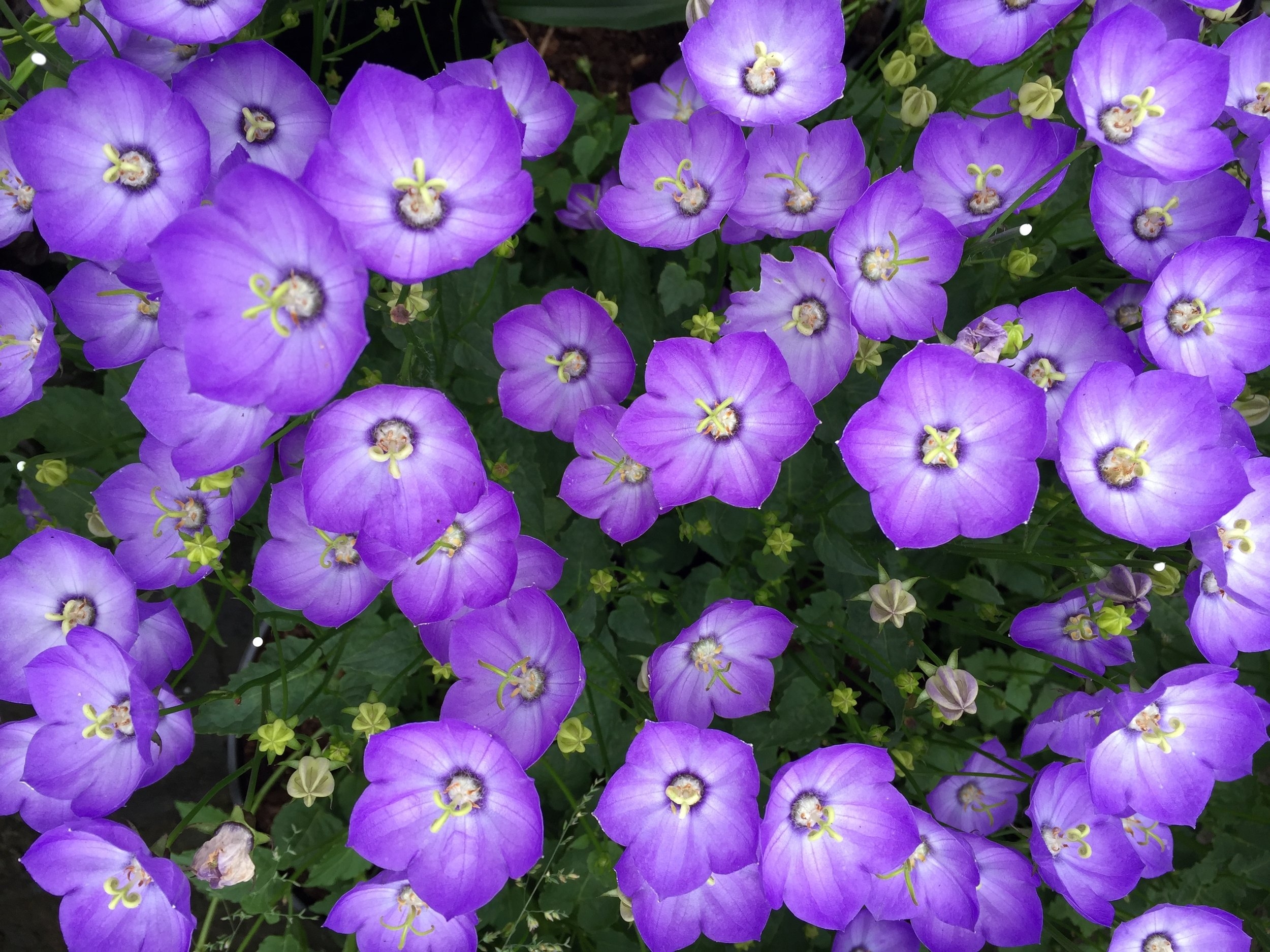 Chichester Trees and Shrubs Campanula 'Samantha'