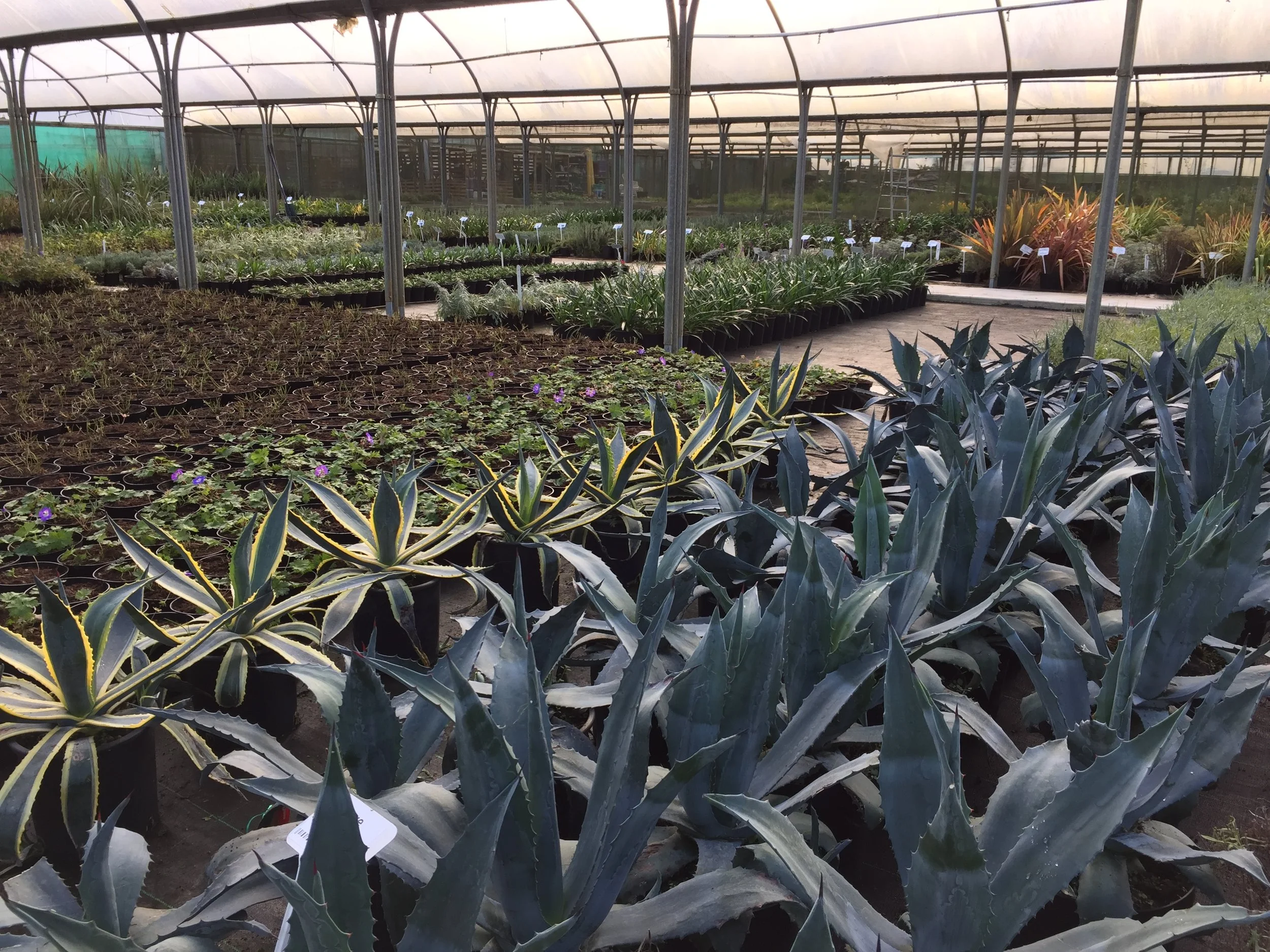 Chichester Trees and Shrubs Ltd.