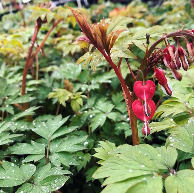 Our Dicentra spec. Valentine are starting to produce some gorgeous scarlet red flowers!

Keep an eye on our Availability List for these eye catchers!

#wholesale #plantnursery #gardendesign #dicentra #valentine #avlist