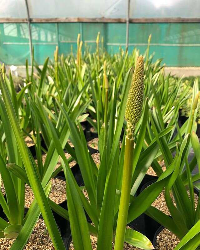 What a difference 2 weeks makes 😍 
Eremurus himalaicus commonly know as Himalayan Foxtail Lily! 
#plantnursery #eremurus #wholesale #avlist #landscaping #gardendesign