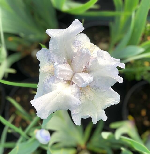 Some examples of our stunning Iris Germanicas (bearded Iris) starting to open their flowers! Now is the perfect time to order to get to experience their beauty. Keep an eye on our weekly Looking Good list for these! 
L-R Iris English Cottage, Iris Ja