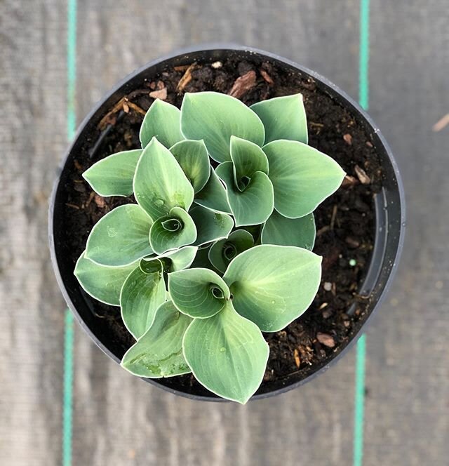 Hostas are the perfect plant for those shady areas of your garden! 
L-R Blue Mouse Ears, Patriot, Devon Green, Halcyon. 
Keep an eye on the Looking Good list for these shade lovers!

#wholesale #plantnursery #gardendesign #landscaping #hosta #shadelo