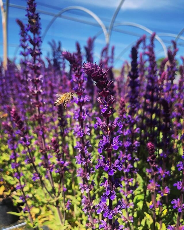 The bees are loving our Salvia Caradonna&rsquo;s almost as much as us! 😍

Available in 2&amp;3L!

#wholesale #horticulture #salvia #plantnursery #caradonna #purple #landscaping #gardendesign