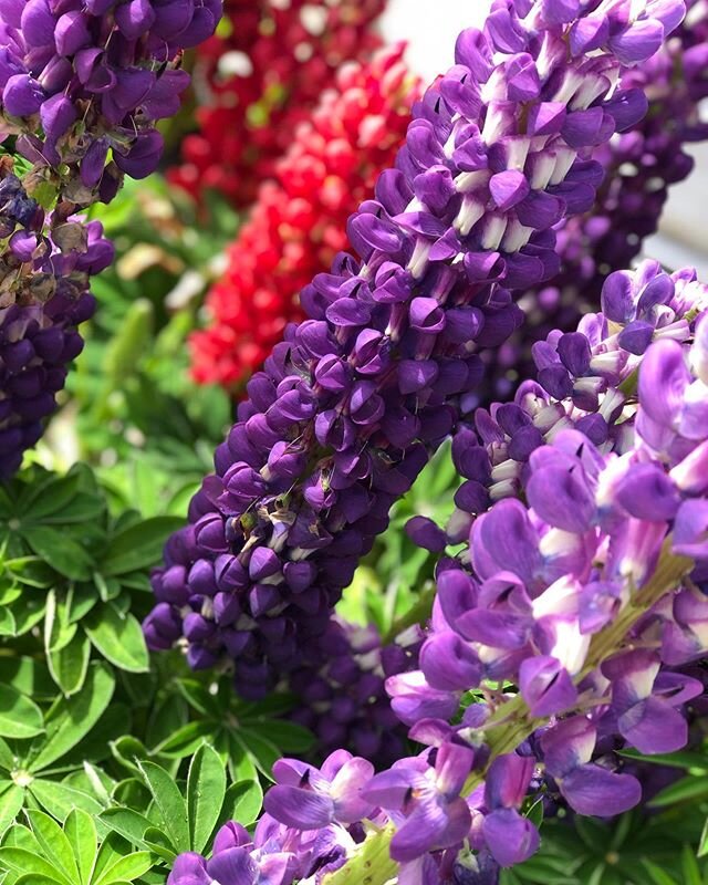 Our Lupinus showing some beautiful colours! 
Check out LGlist to see what&rsquo;s in flower now!

#horticulture #wholesale #plantnursery #lupinus #lglist #avlist #landscaping #gardendesign